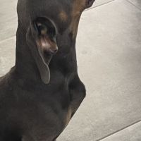 Saillie male teckel bleu #0