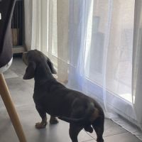 Saillie male teckel bleu #2