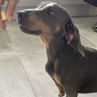 Saillie male teckel bleu #3