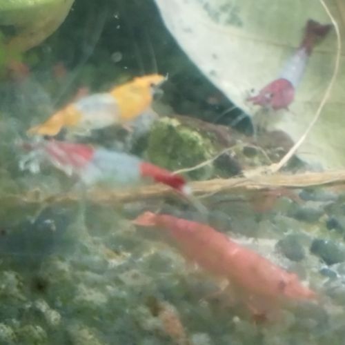 Crevettes rouge orange et corps transparent