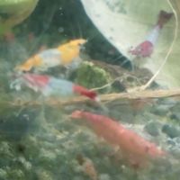 Crevettes rouge orange et corps transparent
