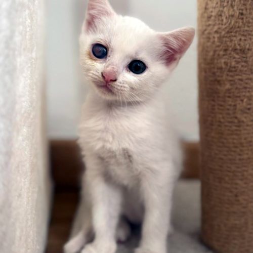 Cristal, très active