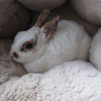 Lapine miniature