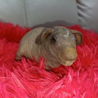 Cochon d'inde skinny