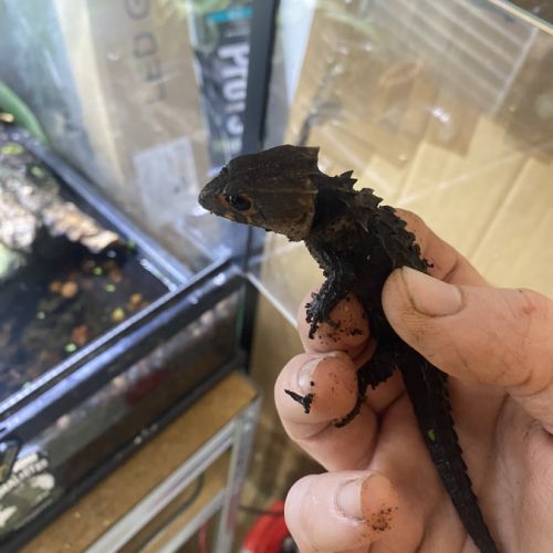 Tribolonotus gracilis