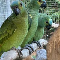 Amazone à front bleu