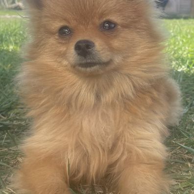Chiot spitz pomeranian