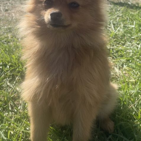 Chiot spitz pomeranian #3