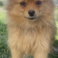 Chiot spitz pomeranian #1