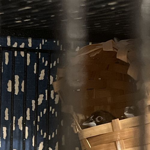 Donne moineaux du japon #0