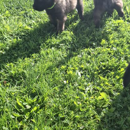 Bergers belges tervuerens lignée travail #3