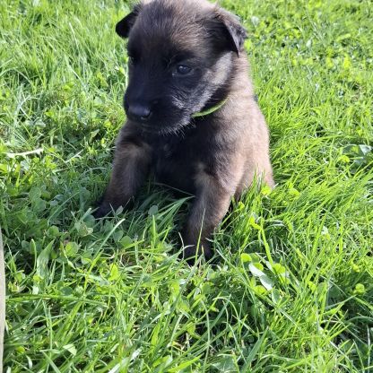 Bergers belges tervuerens lignée travail #7