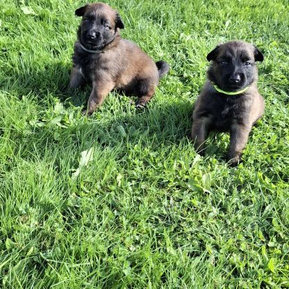 Bergers belges tervuerens lignée travail