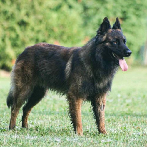 Bergers belges tervuerens lignée travail #10