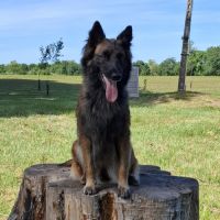 Bergers belges tervuerens lignée travail #1