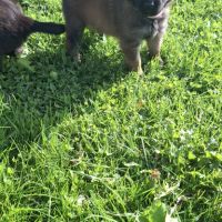 Bergers belges tervuerens lignée travail #2