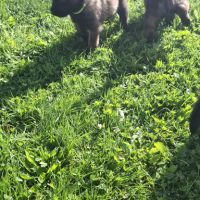 Bergers belges tervuerens lignée travail #3