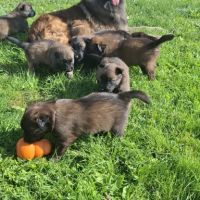 Bergers belges tervuerens lignée travail #4