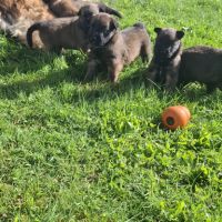 Bergers belges tervuerens lignée travail #5