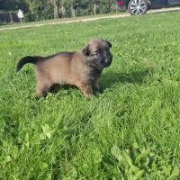 Bergers belges tervuerens lignée travail #6