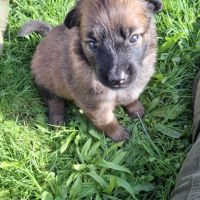 Bergers belges tervuerens lignée travail #8