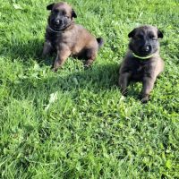 Bergers belges tervuerens lignée travail