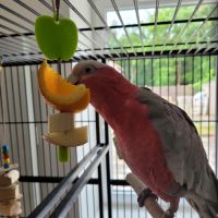 Cacatoes rosalbin #1