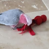 Cacatoes rosalbin #2