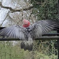 Cacatoes rosalbin #0