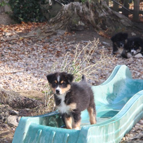 Berger australien lof #1