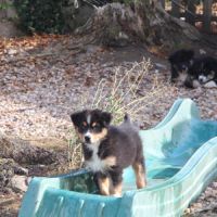 Berger australien lof #1