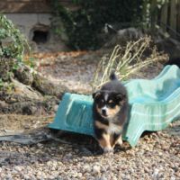 Berger australien lof #2