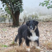 Berger australien lof