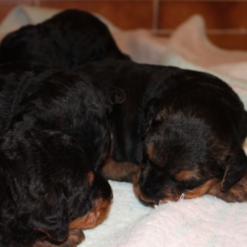 Airedale terrier log chasse #2