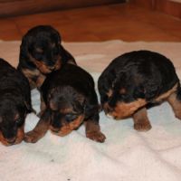 Airedale terrier log chasse #0