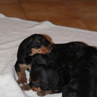 Airedale terrier log chasse #3