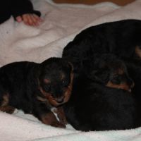 Airedale terrier log chasse #4