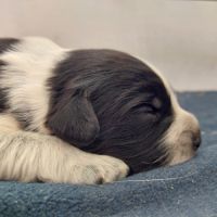 Chiots schapendoes lof – élevage familial #0