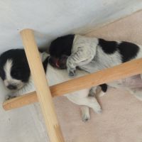 Chiots schapendoes lof – élevage familial #2