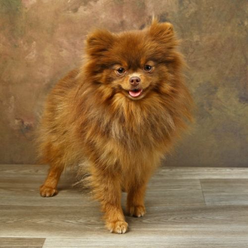Vente spitz/pomeranian chocolate and tan (bleu) #0