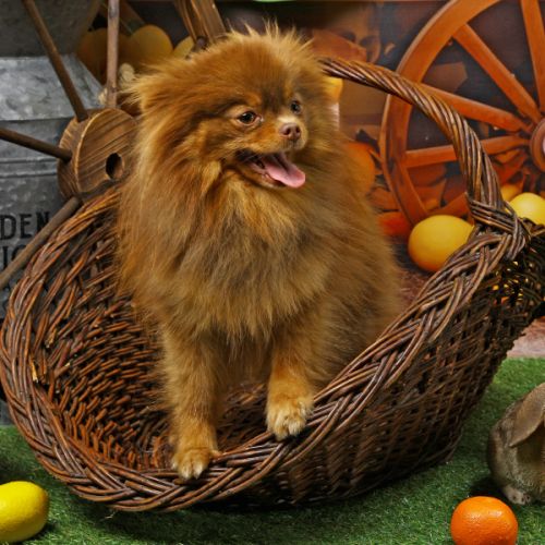 Vente spitz/pomeranian chocolate and tan (bleu) #3