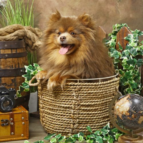 Vente spitz/pomeranian lilac and tan #2