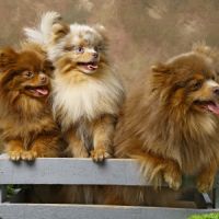 Vente spitz/pomeranian lilac and tan