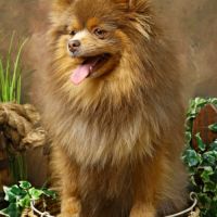 Vente spitz/pomeranian lilac and tan #3