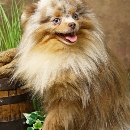 Vente spitz/pomeranian lilac merle and tan