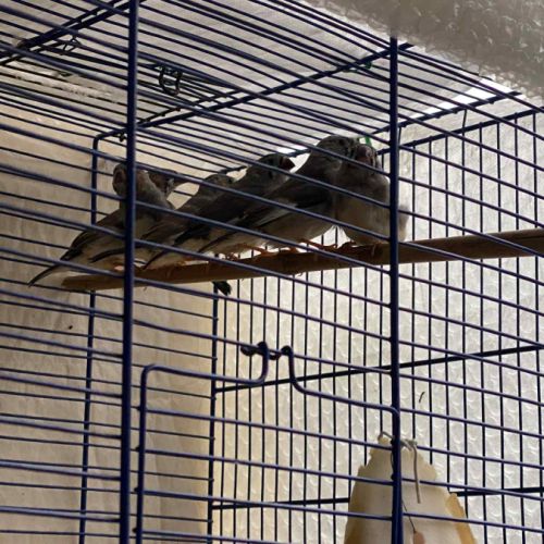 7 diamant mandarin #1