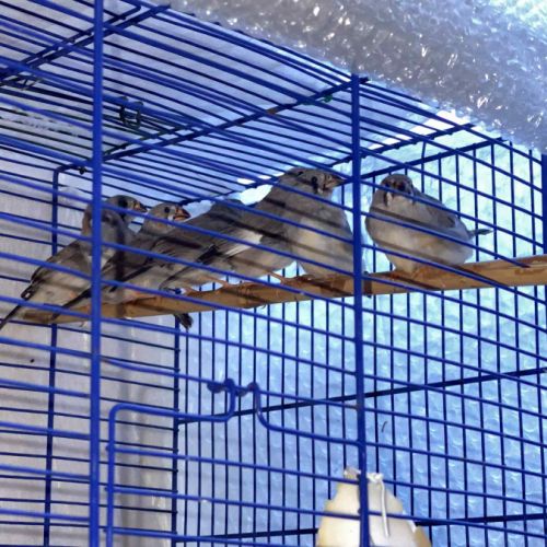 7 diamant mandarin #0