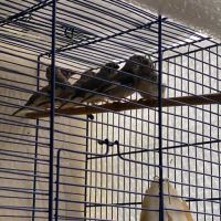 7 diamant mandarin #1