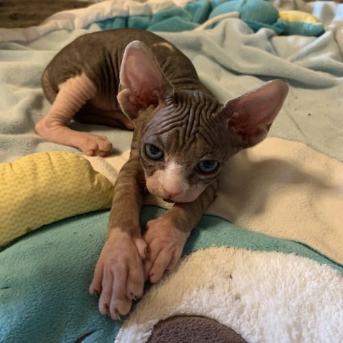 Chatons sphynx a vendre #1
