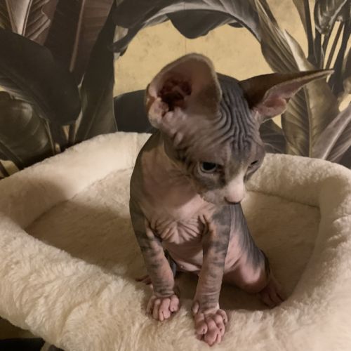 Chatons sphynx a vendre #2